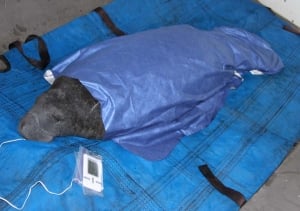  400-pound “baby” manatee wrapped in a Heatsheets® Silver Lining™ Blanket