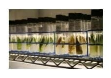 Test-Tubes0010-225x142